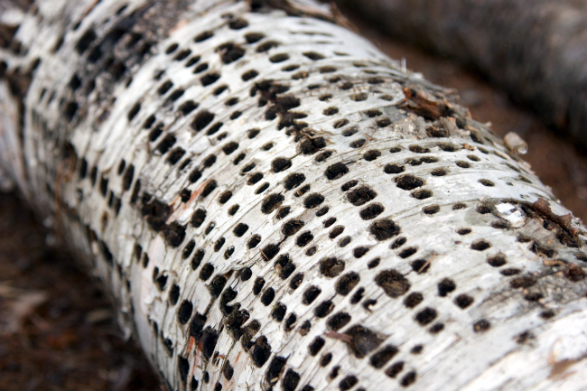 Design in nature. Design in nature.
