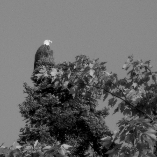 Bald eagle sighting! Bald eagle sighting!