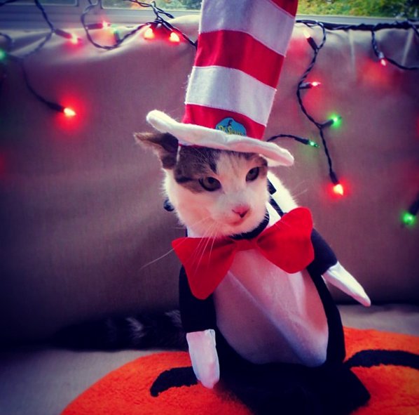 The Friday Five: Animals in Costume - - Inspiration for your October weekend.  via thinkingcloset.com