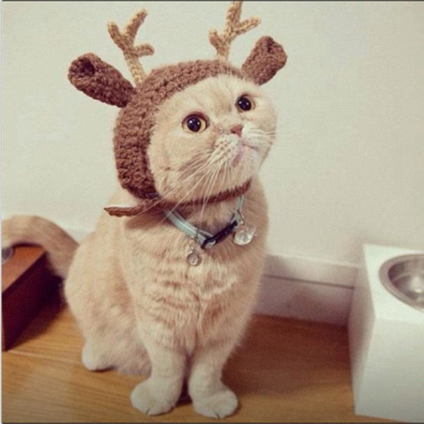 Reindeer cat.
