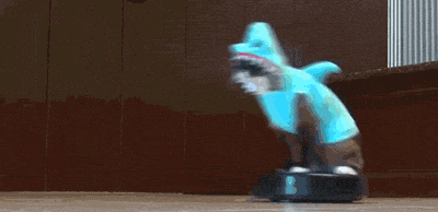 Shark Cat {Source}