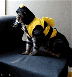 cat bee {Source}