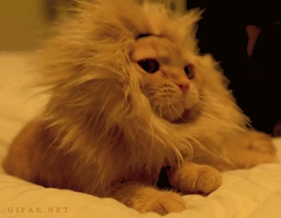 Lazy Lion Cat