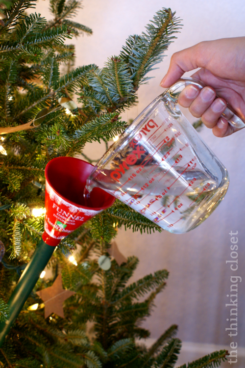 You've gotta keep a live tree well watered! We love our funnel that we got at Home Depot, especially for tree watering. You've gotta keep a live tree well watered! We love our funnel that we got at Home Depot, especially for tree watering.