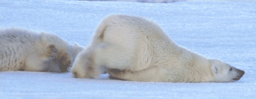 Polar Bear Sliding
