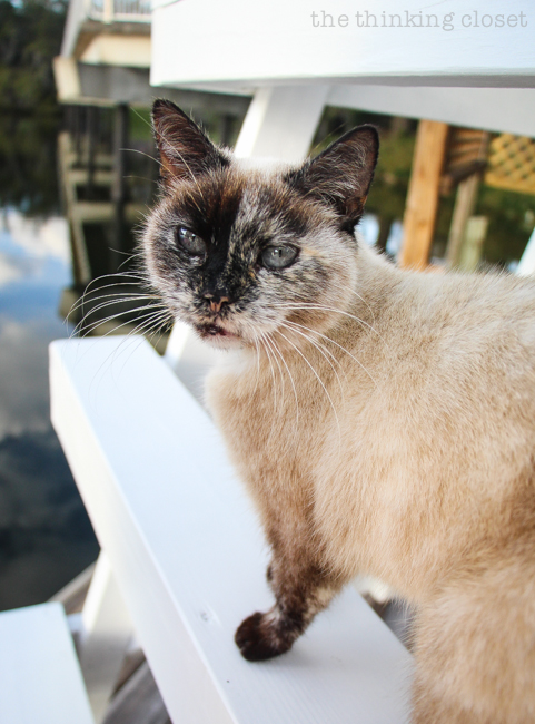 Mangey wants to know your one word for 2015! Mangey wants to know your one word for 2015!