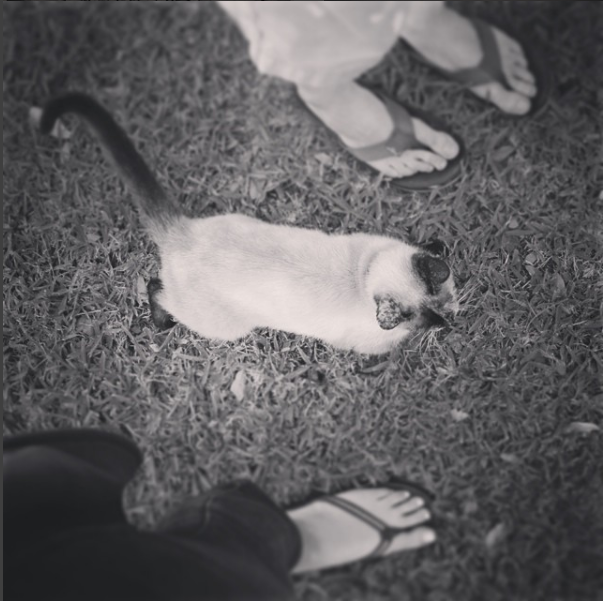 Flip-flop wearing Floridians...and their cat, Mangey. | A Year of Pursuing Purpose (Not Perfection): I Can't Do It Alone | What one recovering perfectionist is learning about the value of having less on her plate, but being able to pursue it wholeheartedly, with purpose and intention. Prepare to be inspired....