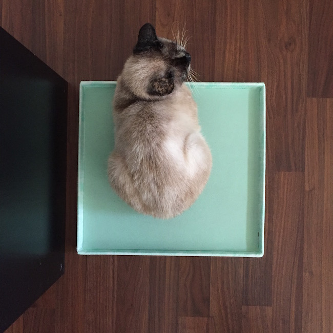 A cat in a box!