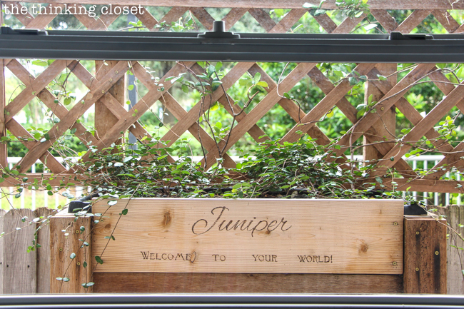 "Little Adventurer" Nursery Tour | An inspirational space with vintage-modern furniture, travel-themed decor, and a gender-neutral color palette of mint, gray, and white. How sweet is this window box of jasmine outside the nursery window? Such a loving message welcoming Juniper to her wonderful, wild world!