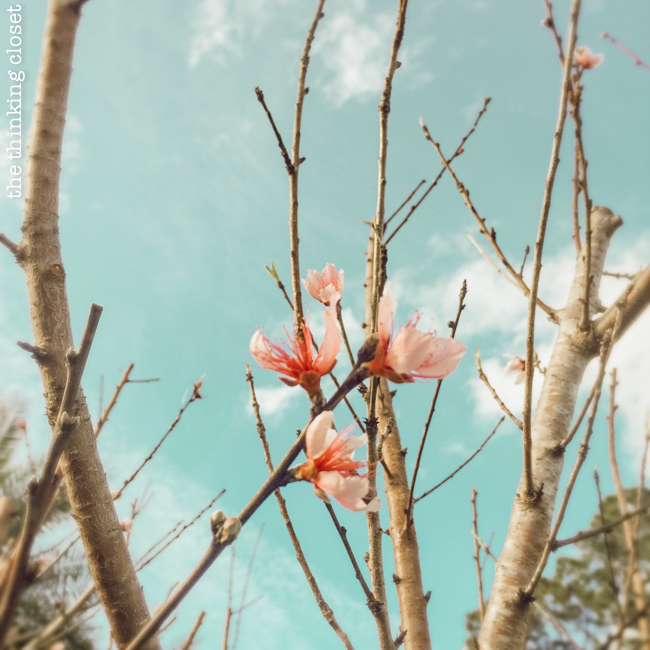 "The pruning process is a good and necessary one for all living things. In order to bring about new blossoms, we need to let go of the branches that are draining our energy, dividing our focus, and weighing us down. It may not look pretty. It may not be easy. Or free of pain. But give it time, and you’ll start seeing new blossoms crop up in all different areas of your life." –Excerpt from "My One Word for 2019." Read more about the power of choosing one word to guide your intentions for the year, as well as get a close up look at how I map out my dreams so I can take action-able steps toward them!