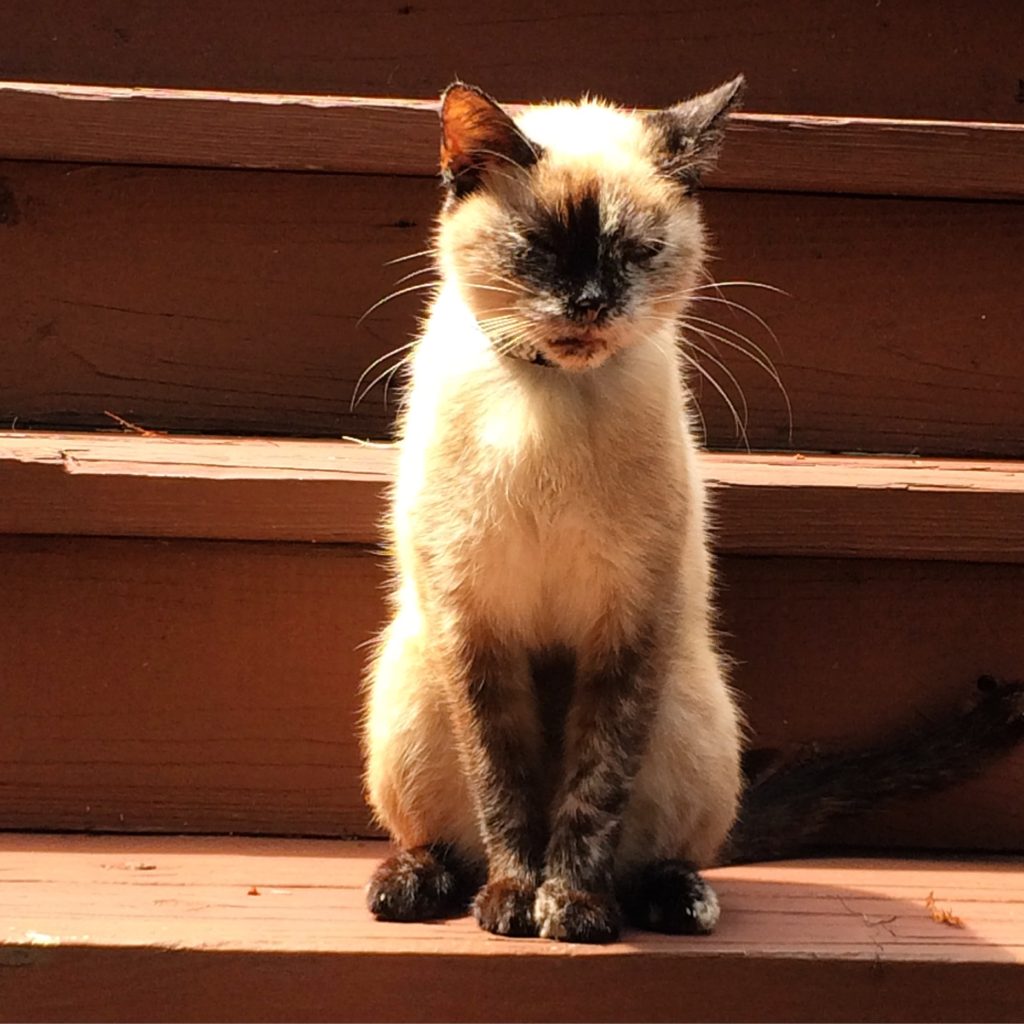 Our kitty Mangey who was cast in the role of Aaron Purr for our 9th Annual Punny Halloween Costumes! Or rather... her understudy, puppet Mangey was!